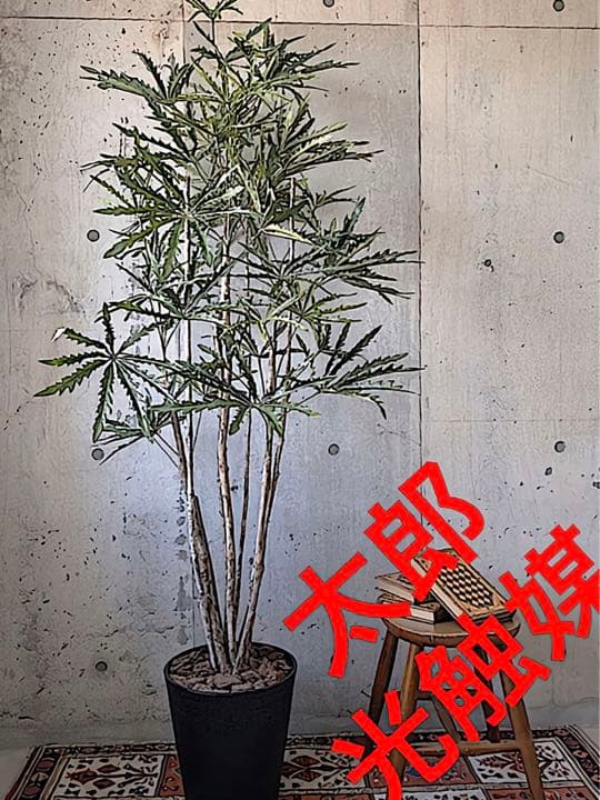 光触媒　人工観葉植物　ウォールグリーン　フェイクグリーン　アラレア@mwd