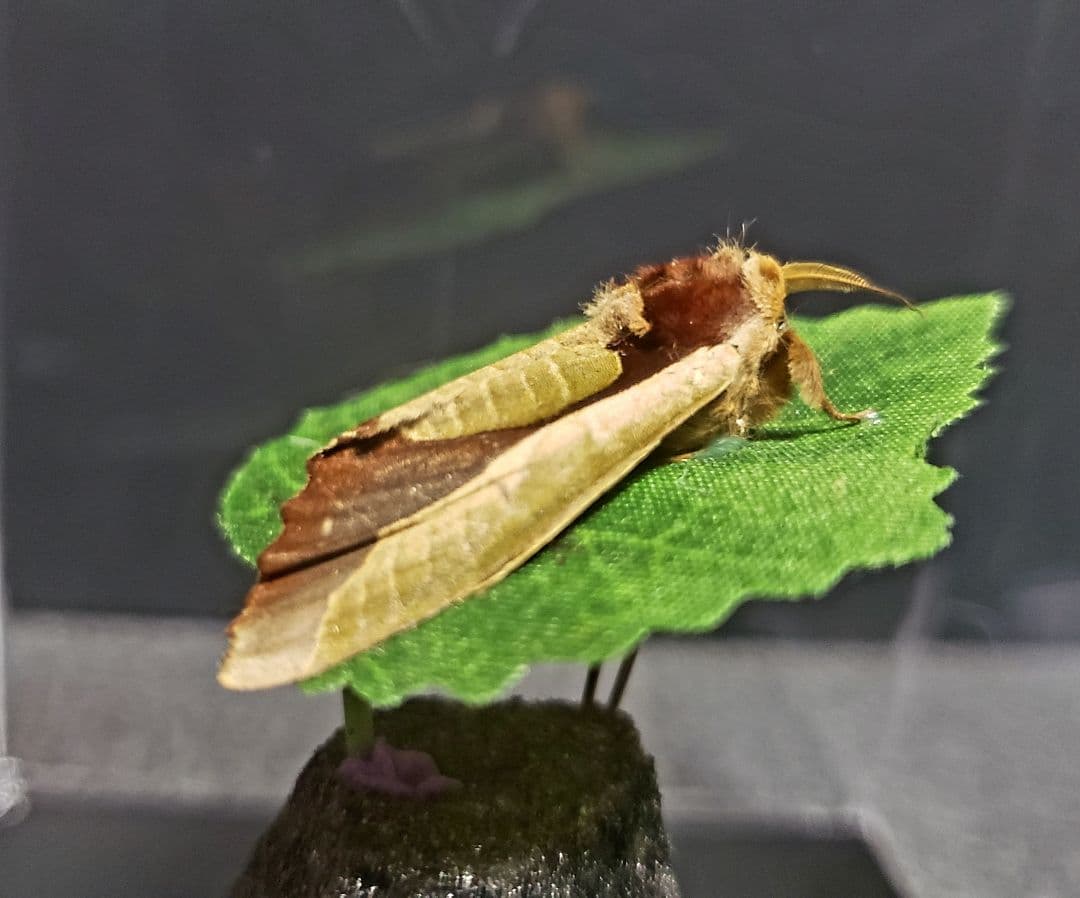 くなりみい出品 立体標本8点