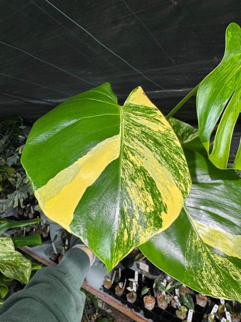 MY1モンステラ　イエローマリリン　黄斑入り