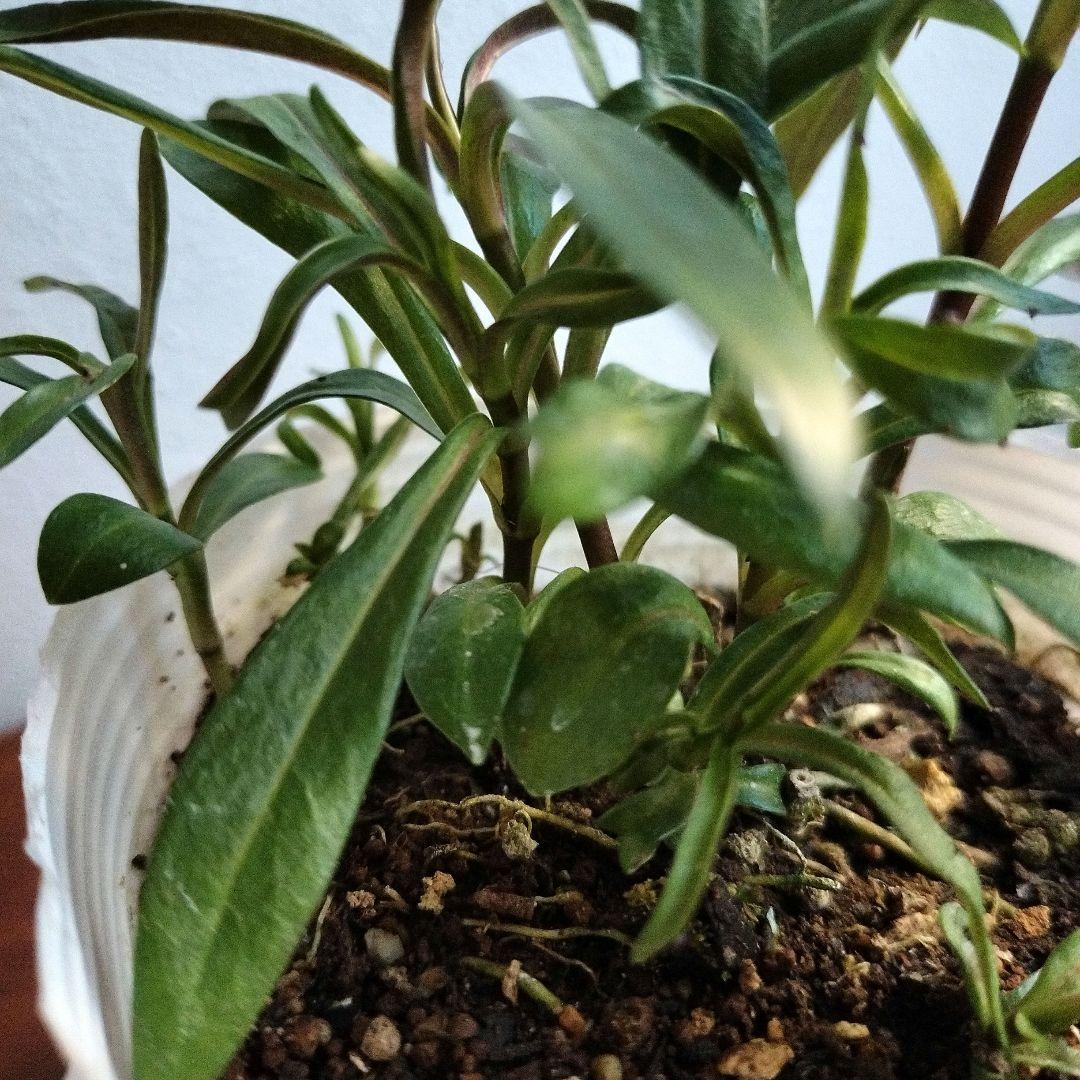 フロックス・ブルーフレームの苗 　♡3．5号ポットごと発送♡ 　　宿根草