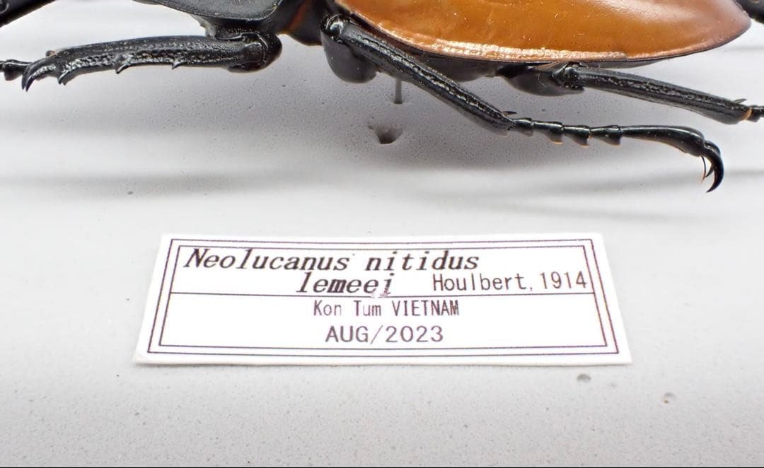 標本　二ティドゥスマルバネクワガタ　57㎜