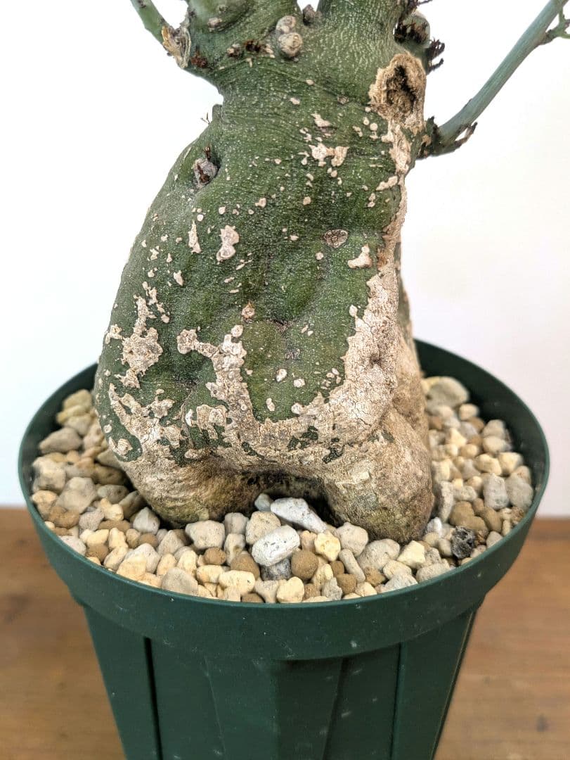 アデニア スピノーサ 現地株 発根済