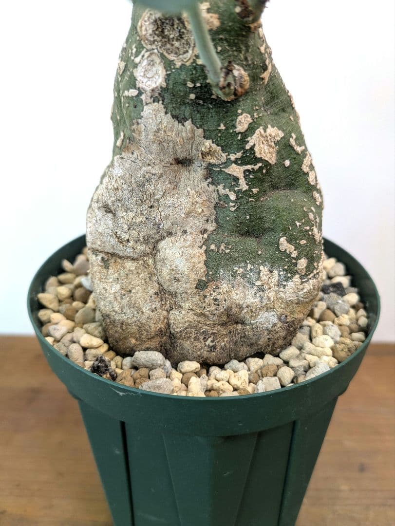 アデニア スピノーサ 現地株 発根済