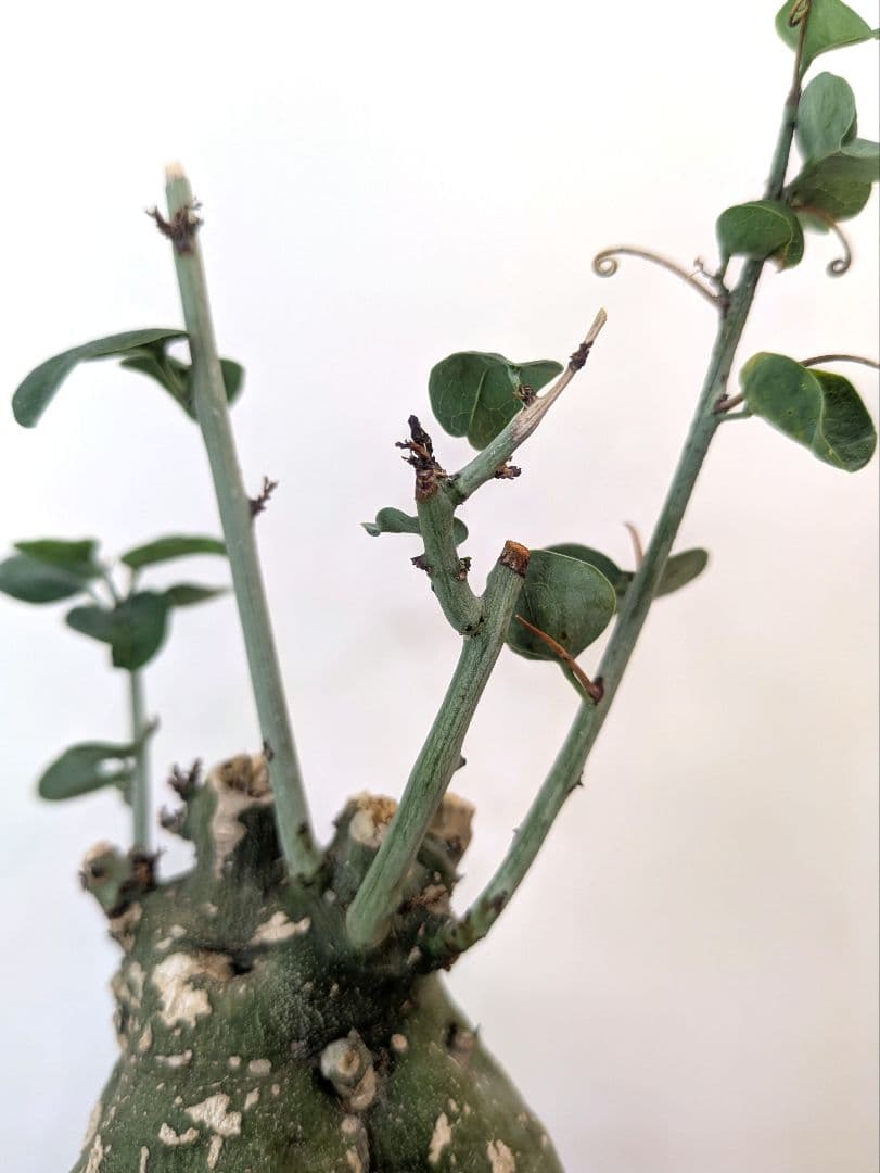 アデニア スピノーサ 現地株 発根済