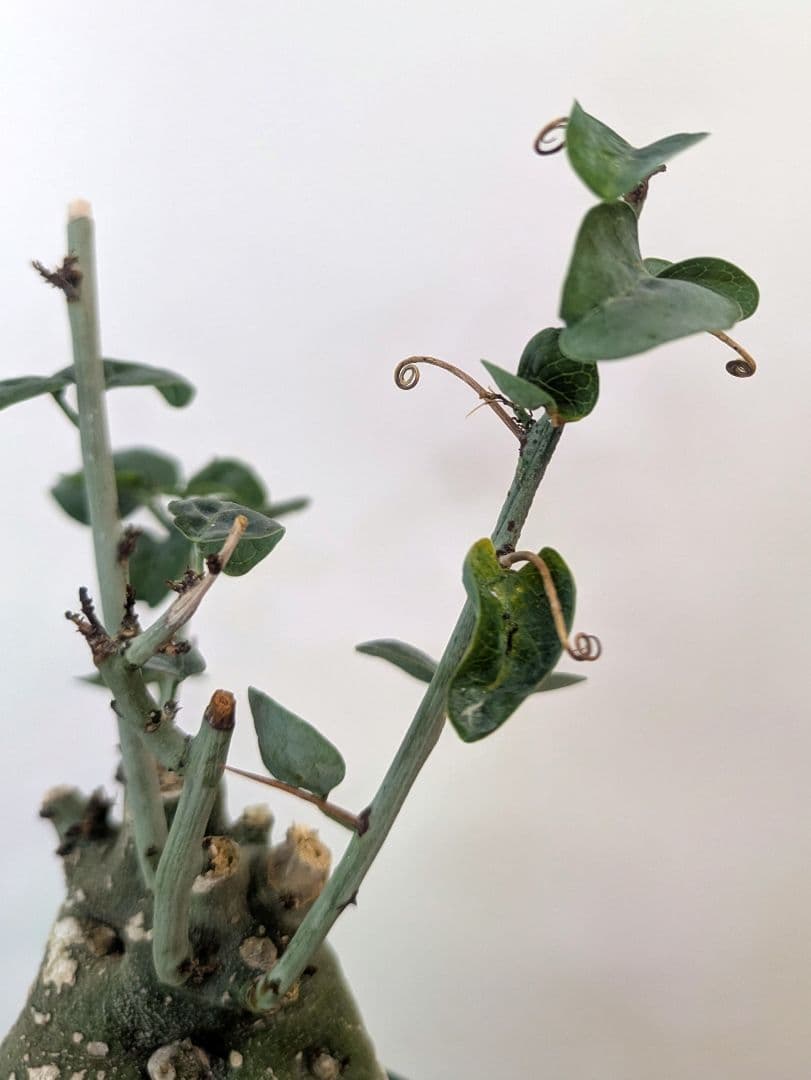 アデニア スピノーサ 現地株 発根済