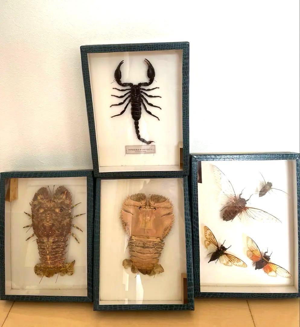 昆虫標本コレクション まとめ売り4点セット