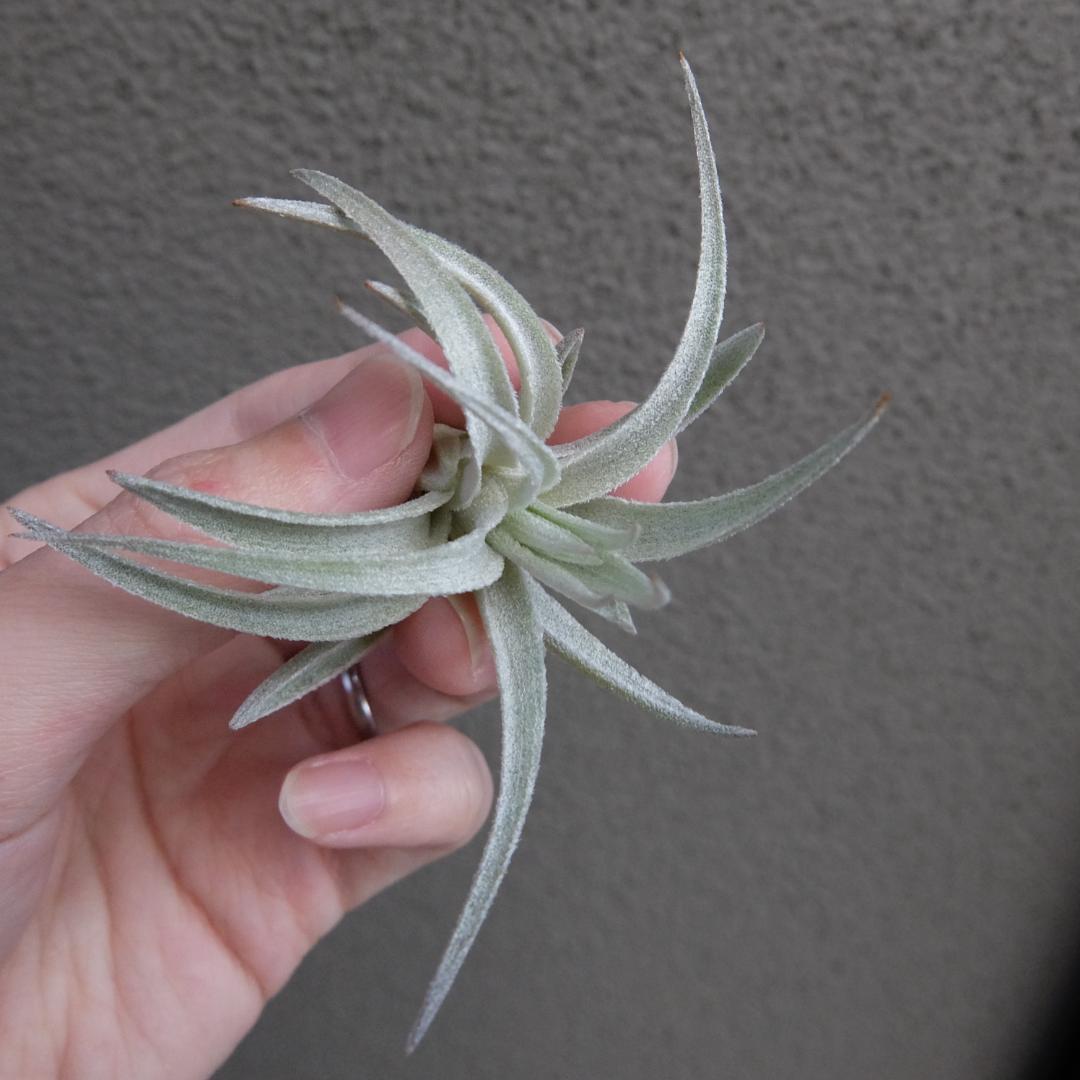 ブロメリア・エアープランツ Tillandsia 'Lavender Frost'