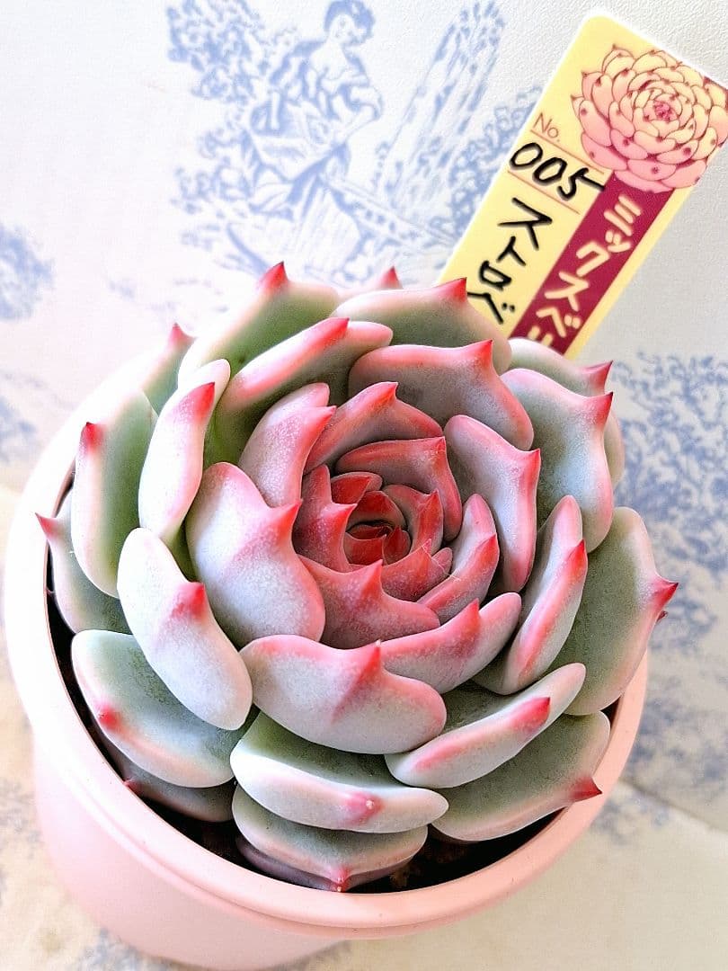 ꕤclara*様 リクエスト 9点 まとめ商品