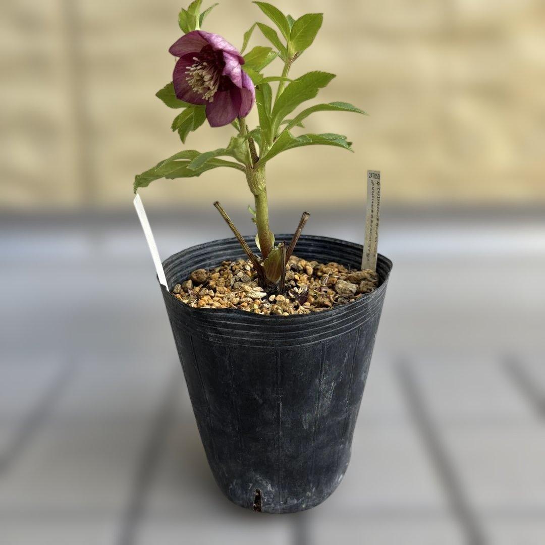 加藤農園　SDカップ咲きフレグランスピンククリスマスローズ　開花株　認定タグ付