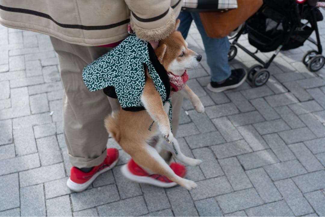 美品　SONY FE 40mm F2.5G SEL 40F25G