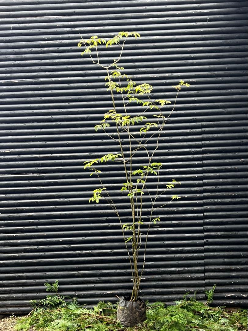 山採り天然　アオダモ　６本株立　50