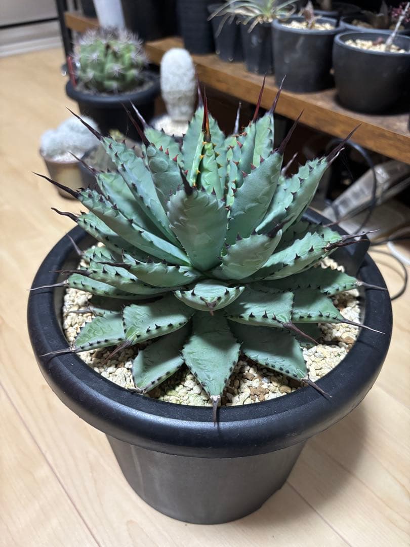 曲棘八荒雷神　アガベ　大株