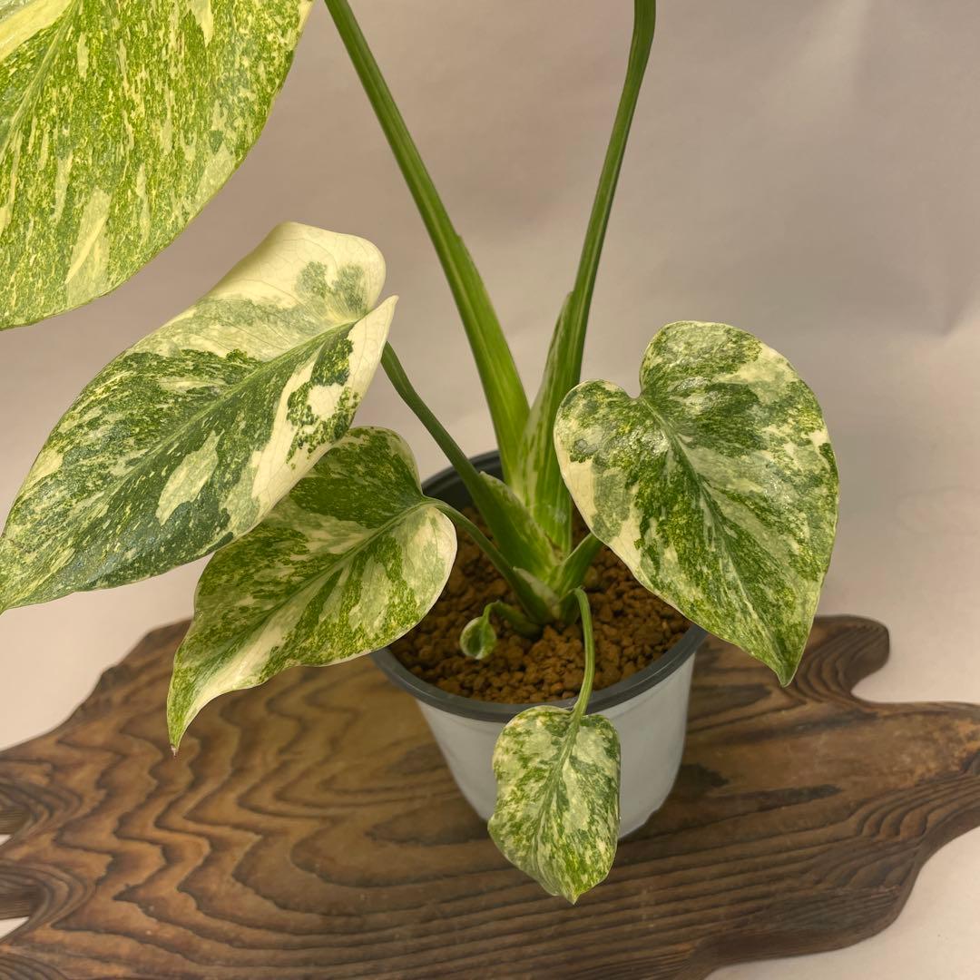 a*a様 A15 モンステラ　デリシオーサ　レガシー　斑入り