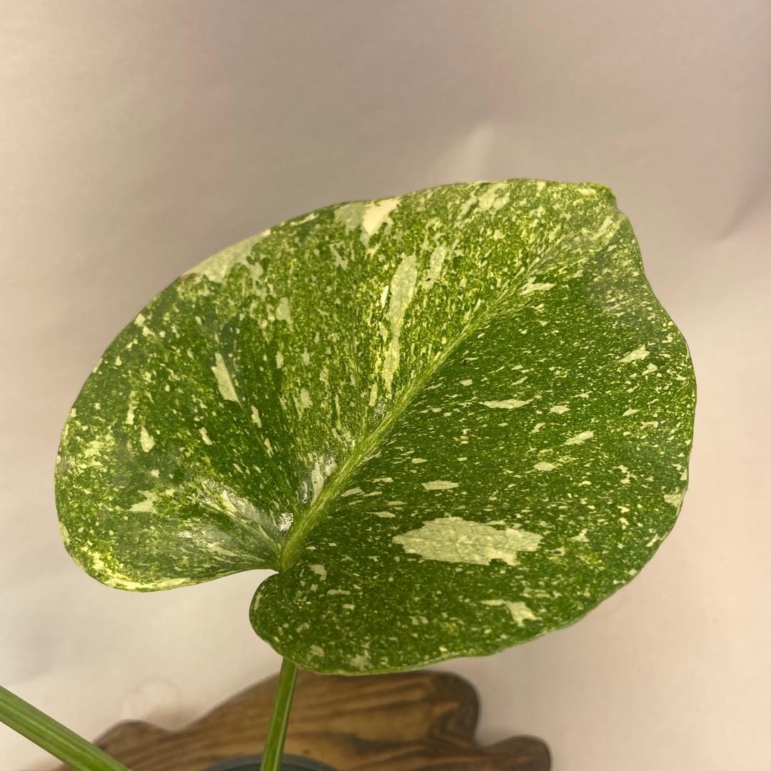 a*a様 A15 モンステラ　デリシオーサ　レガシー　斑入り