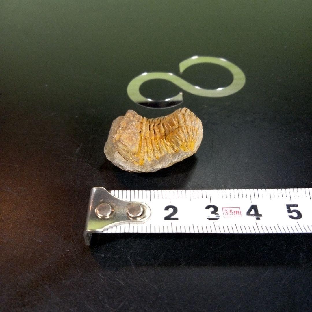 三葉虫　化石　fossil　海　ボリビア産　trilobite　海生動物種別④