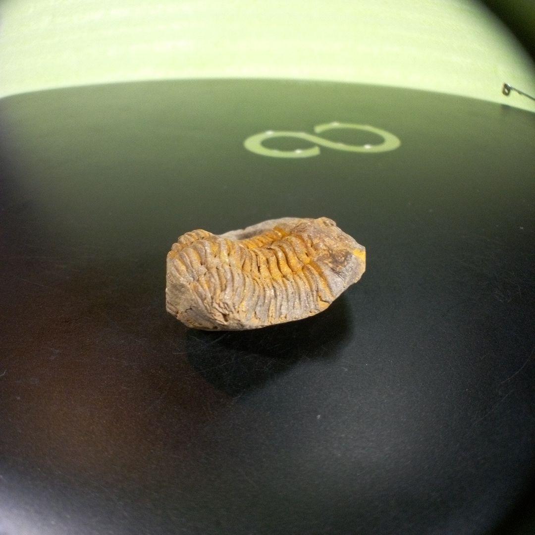 三葉虫　化石　fossil　海　ボリビア産　trilobite　海生動物種別④