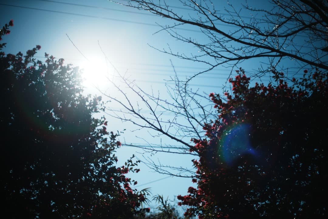 【整備＆テスト済】Nikon Ai Nikkor 50mm F1.2 050