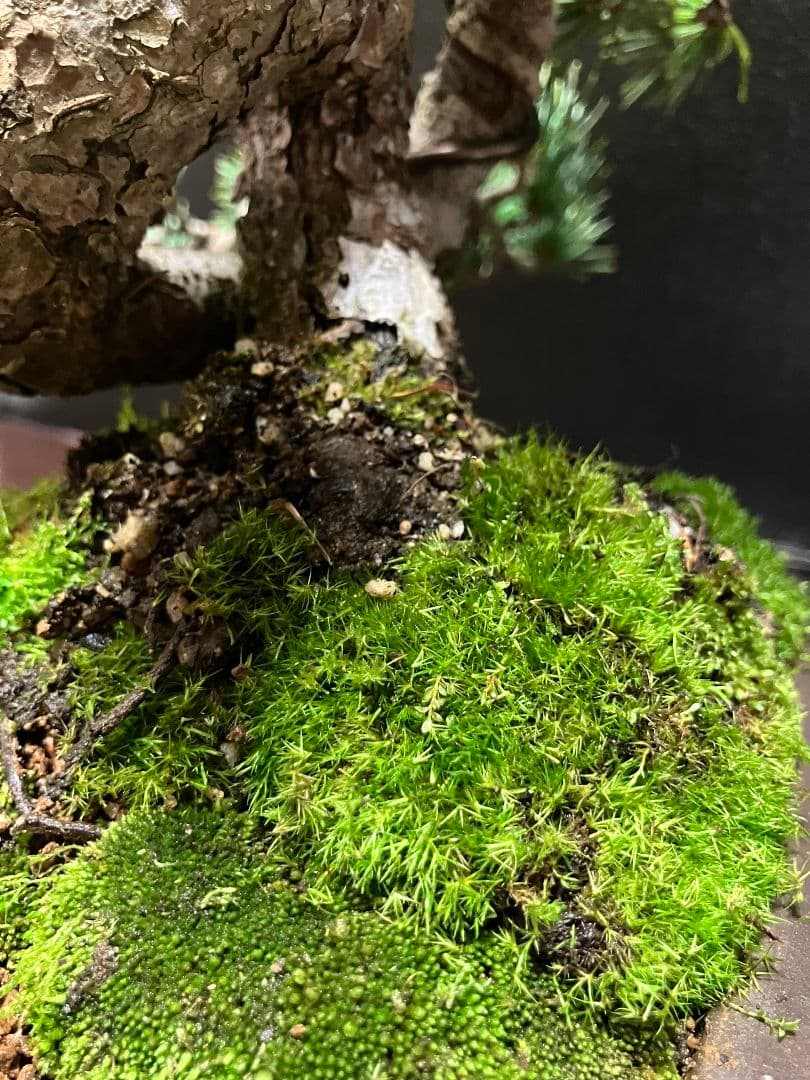 銀八房五葉松、宮島五葉松の捻転盆栽