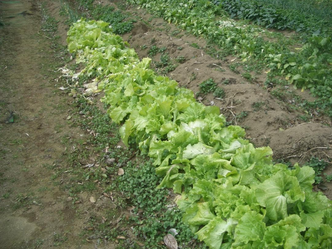 カシオ EXILIM EX-Z4 オールドコンデジ デジカメ 純正バッテリー新品