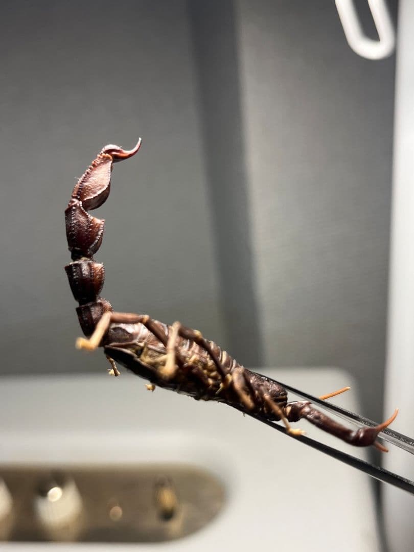 【蠍標本】ブラックファットテールスコーピオン全長5cm程タランチュラムカデセンチ