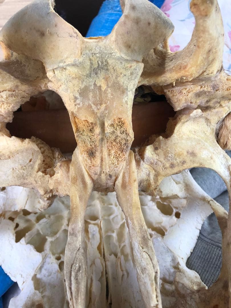 バッファロースカルヘッド、頭蓋骨、本物。