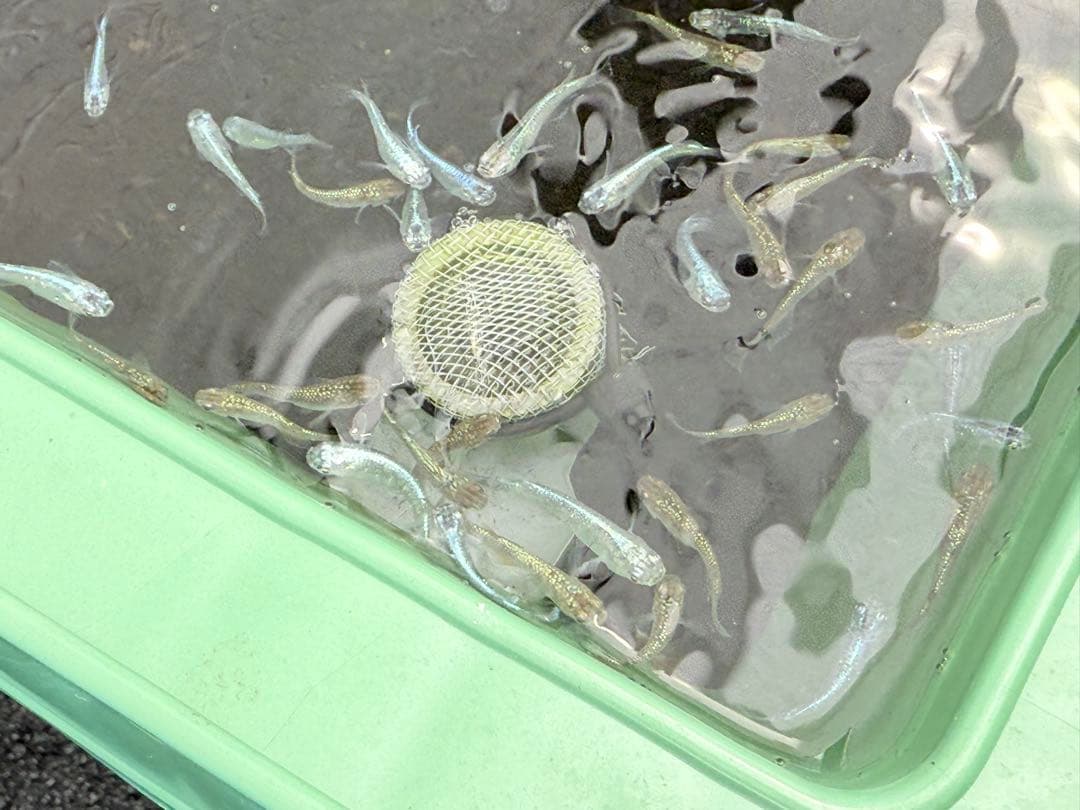 メダカ容器オーバーフロー加工 トロ舟80L 2個セットプラ舟NVボックスメダカ