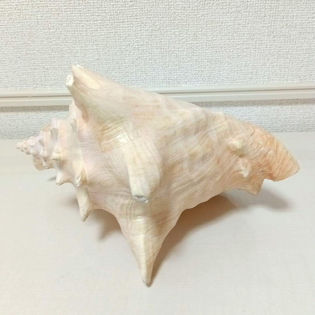 コンク貝 ピンク貝 貝殻 希少貝殻 標本貝 インテリア 置物 ccp003