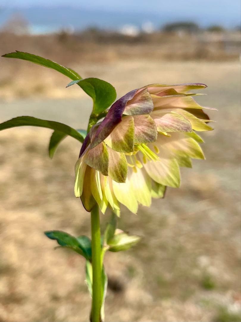 i*u様 ☘️蕾付き☘️3304⭐️超希少⭐️アンティークピエラ⭐️吉田園芸⭐️