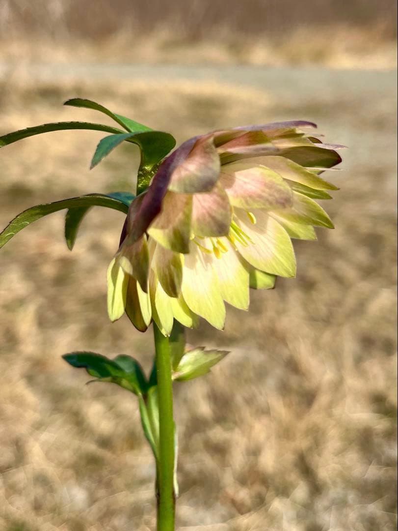 i*u様 ☘️蕾付き☘️3304⭐️超希少⭐️アンティークピエラ⭐️吉田園芸⭐️