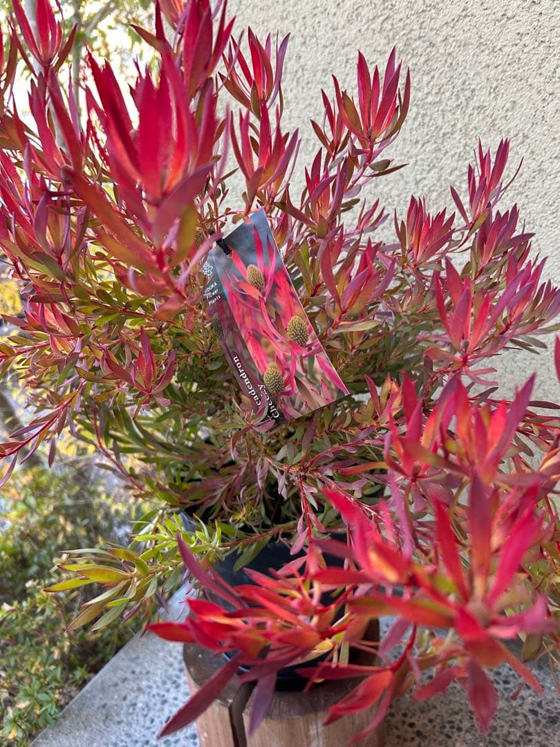 リューカデンドロンチェーキー7号