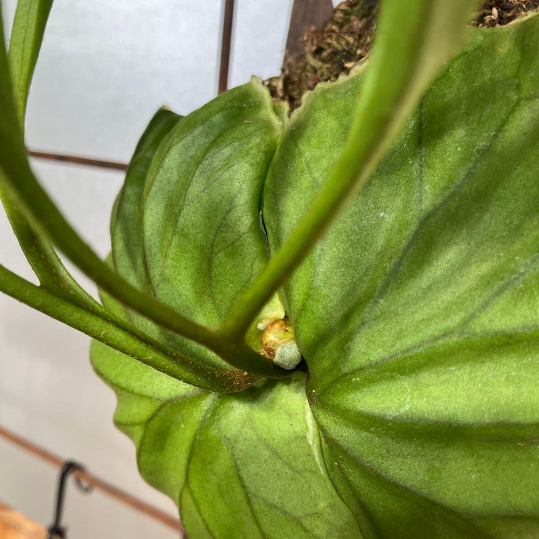 ビカクシダ　リドレイパカラン