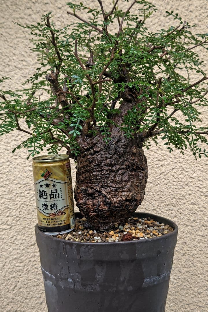 オペルクリカリアパキプス　ゆうまる