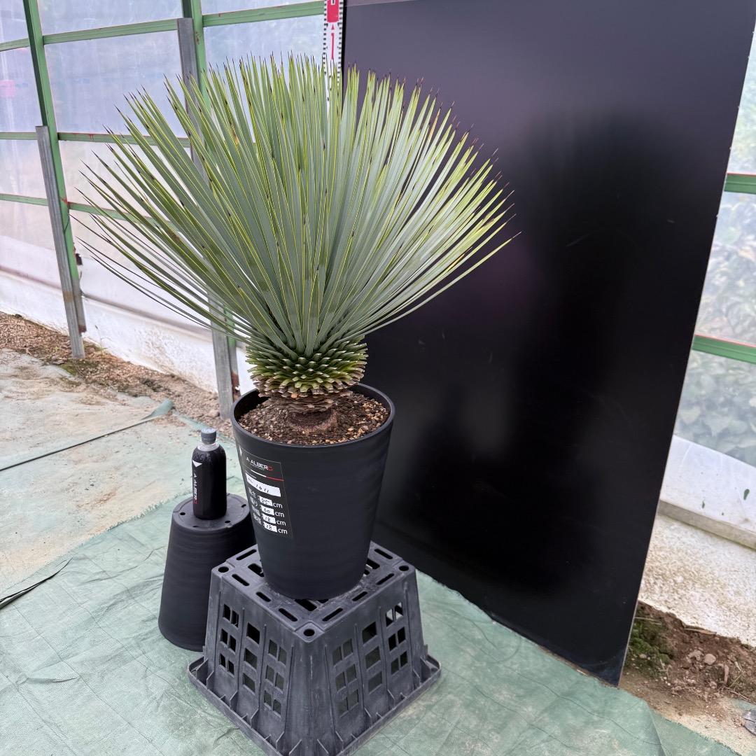 【AL1011】ユッカ　ロストラータ　シルバーブルー個体　超超美形