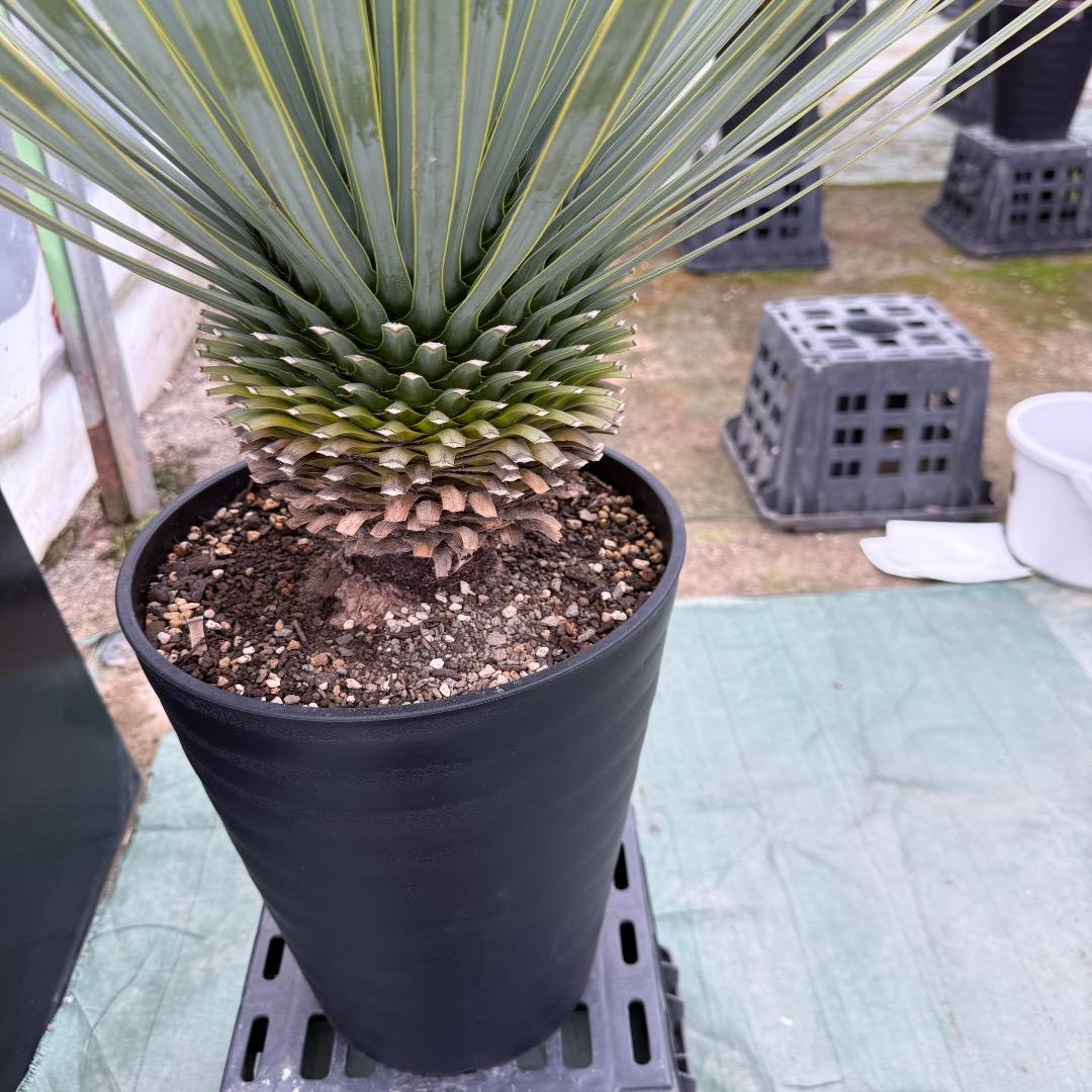 【AL1011】ユッカ　ロストラータ　シルバーブルー個体　超超美形