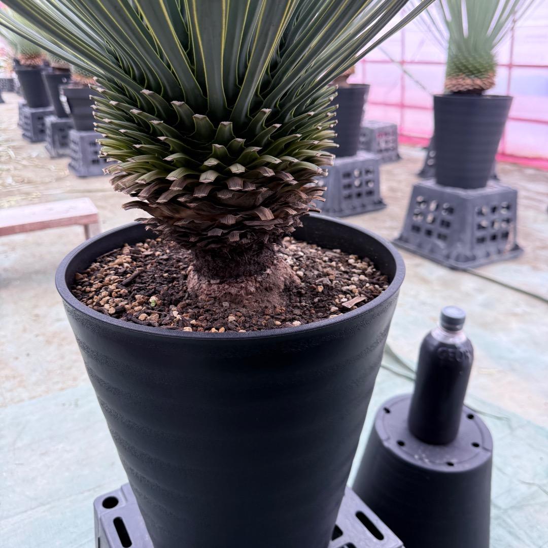 【AL1011】ユッカ　ロストラータ　シルバーブルー個体　超超美形