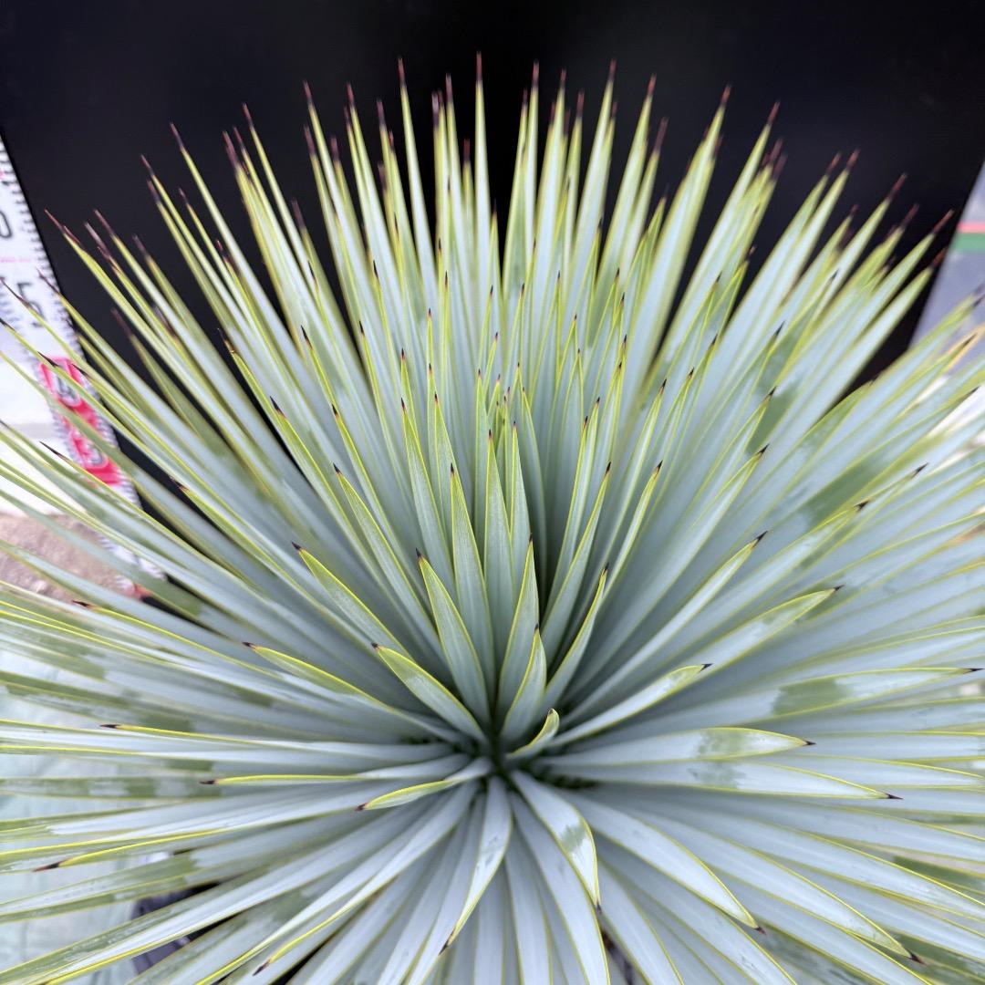 【AL1011】ユッカ　ロストラータ　シルバーブルー個体　超超美形