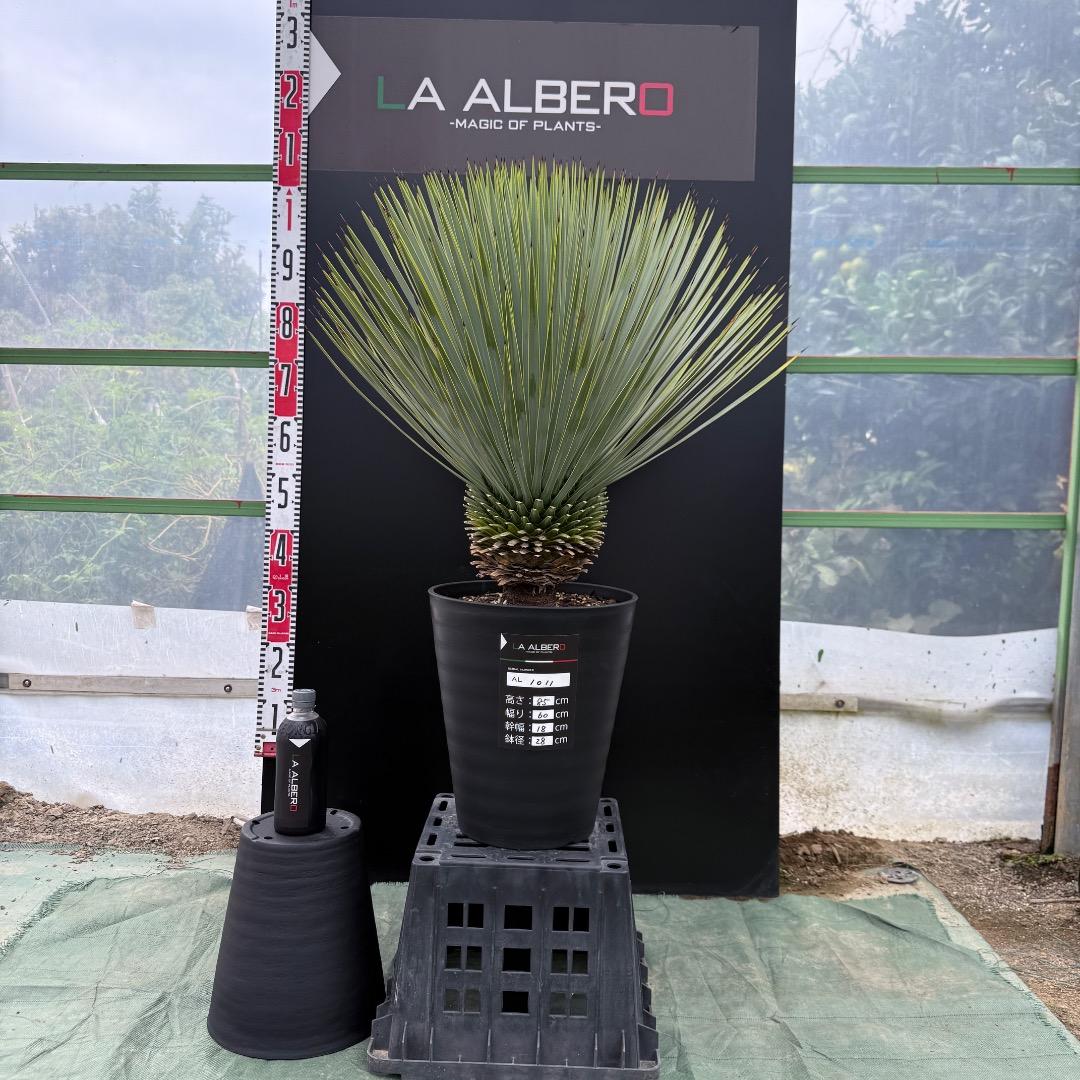 【AL1011】ユッカ　ロストラータ　シルバーブルー個体　超超美形