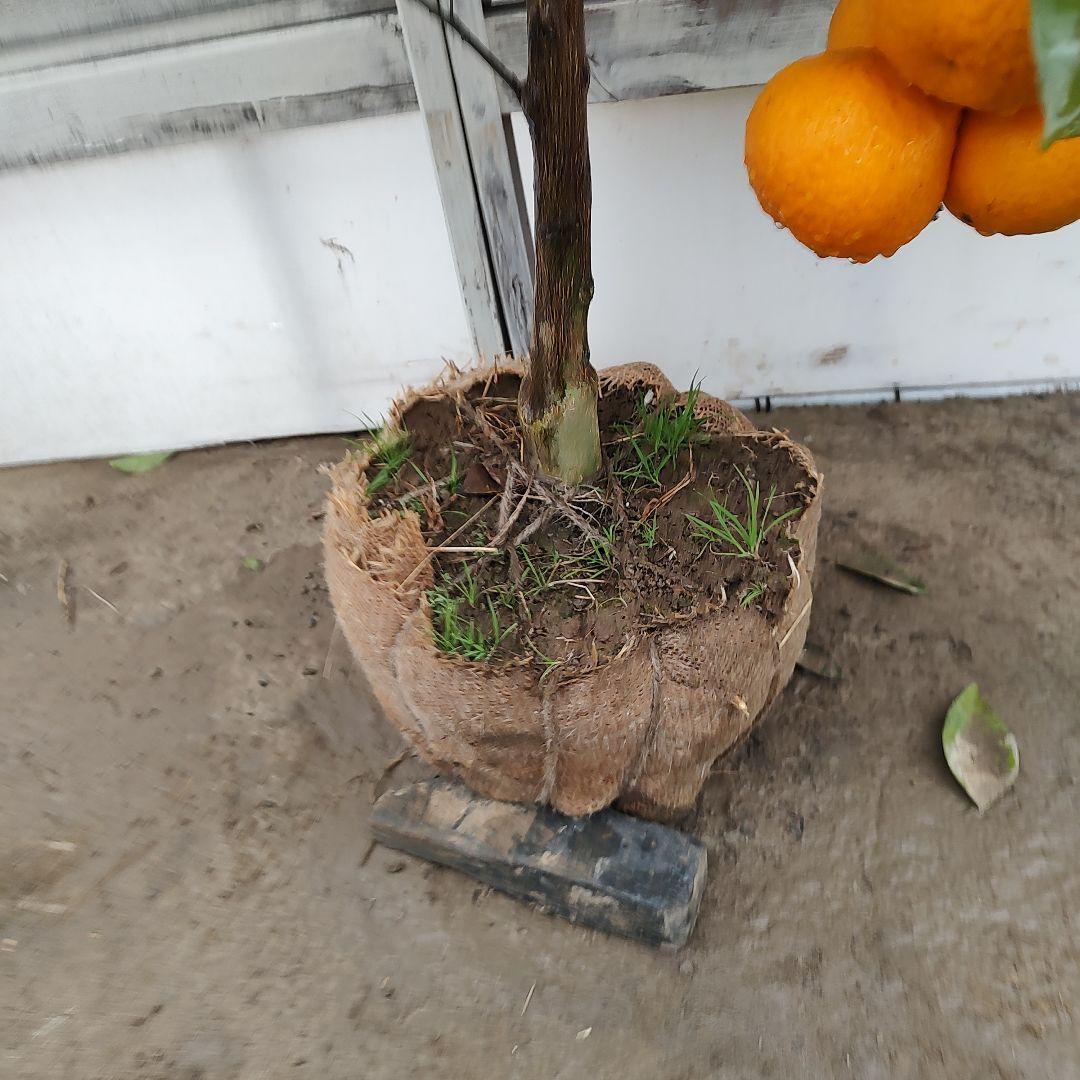 お気に入り～❤です 他の方は買えません