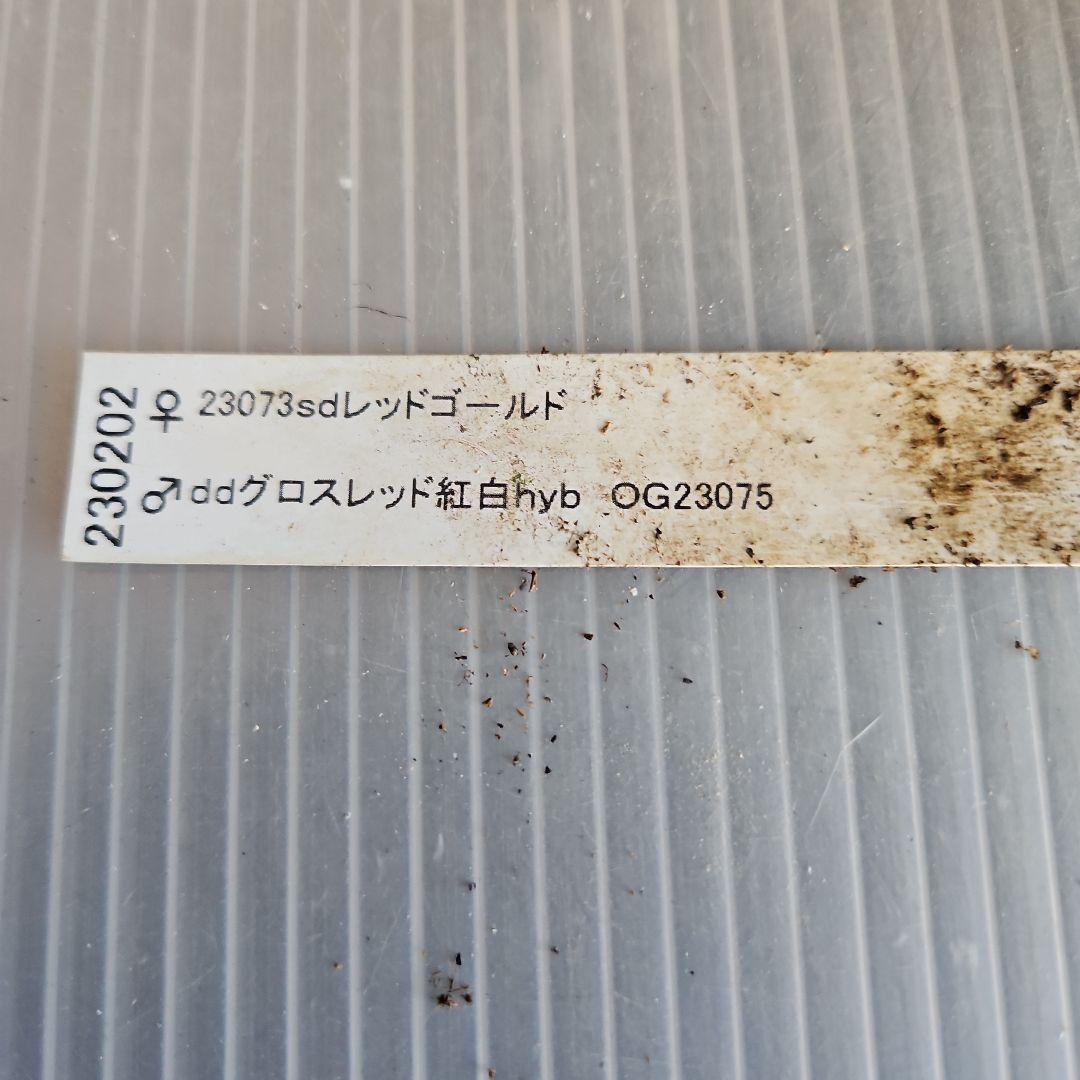 K.様ご購入苗㉖-26㉖-27クリスマスローズ