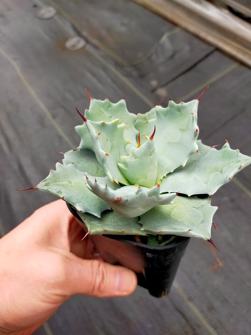 アガベ　イシスメンシス　インランドフォーム　猫の手イシス　良血統