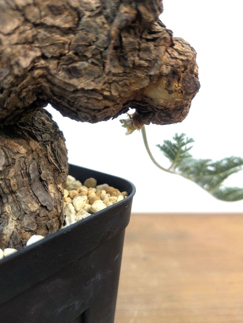 ペラルゴニウム トリステ 現地株 発根済 冬型 塊根植物