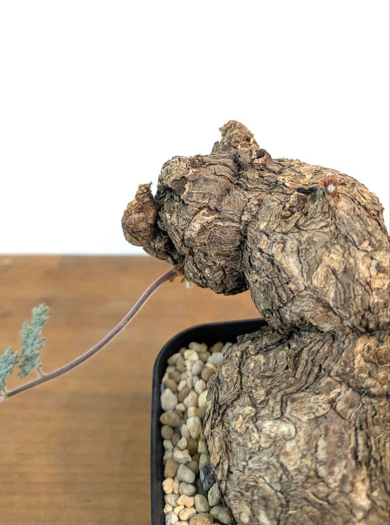 ペラルゴニウム トリステ 現地株 発根済 冬型 塊根植物