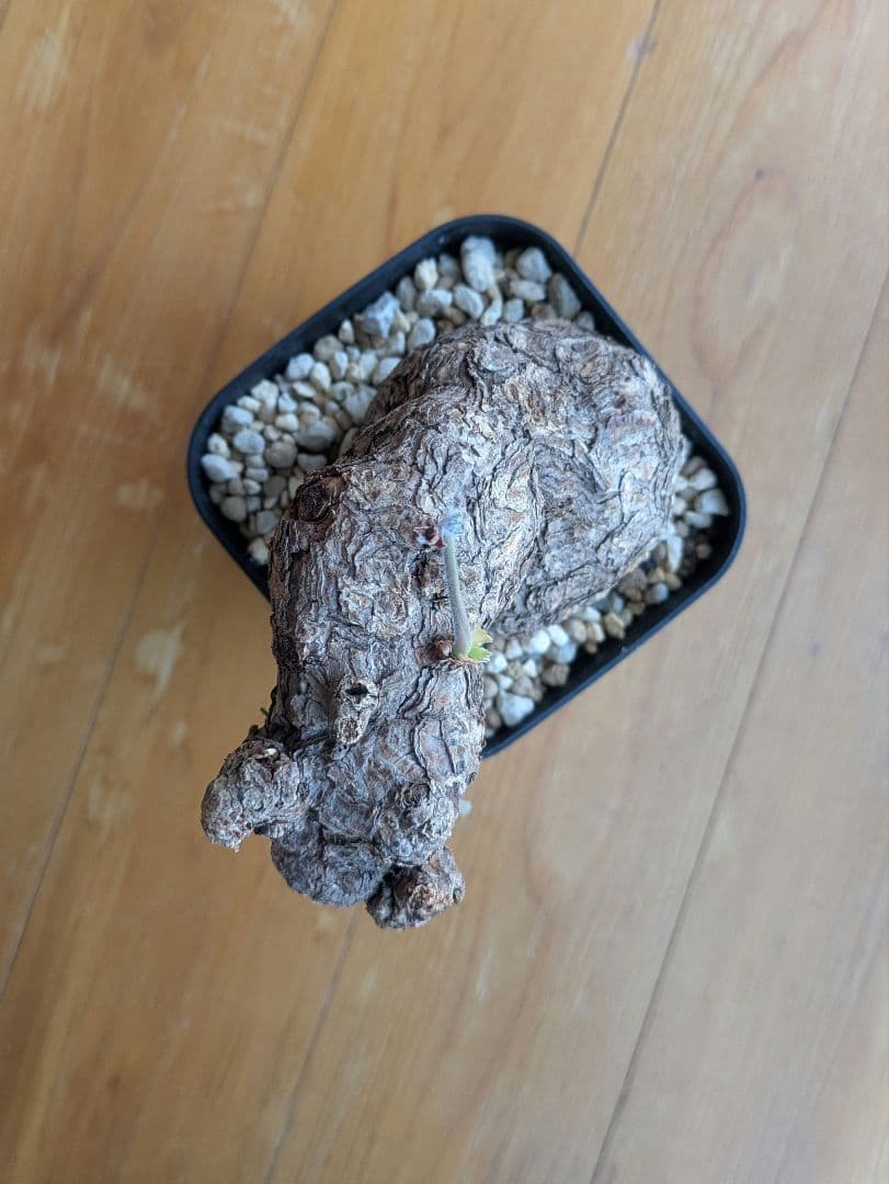 ペラルゴニウム トリステ 現地株 発根済 冬型 塊根植物