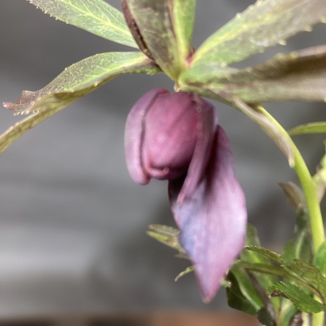 専用 流れ星様只今2/6まで検討中クリスマスローズ［ 雅 ]鉢花 紫