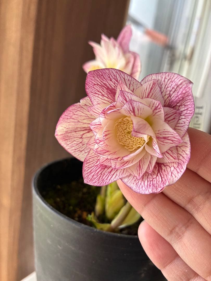 ♡広瀬園芸♡ シャイニングベイン　輝き