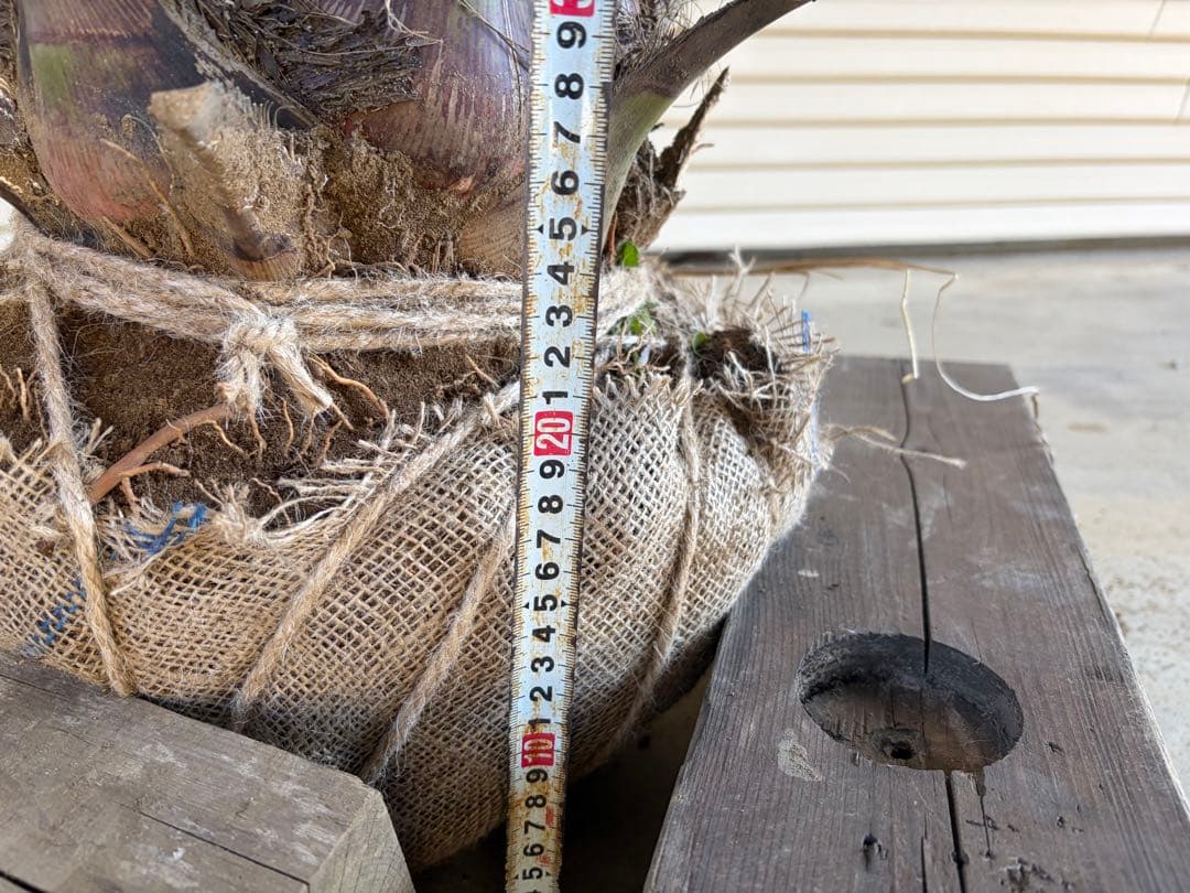 ココスヤシ　根鉢上から150cm