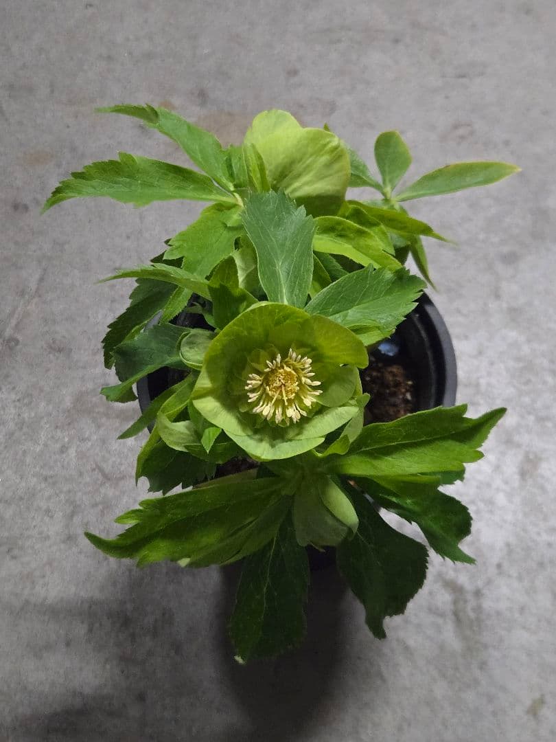 ☆クリスマスローズ☆セミダブル☆4.5号ポット☆超希少☆