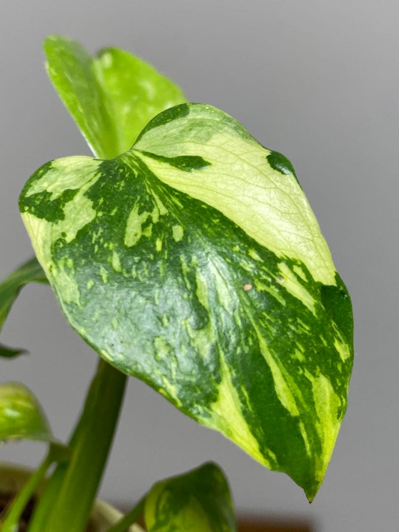 ③【超希少‼️】モンステラ　エレクトロライト　斑入り　レア　人気　メルカリ便