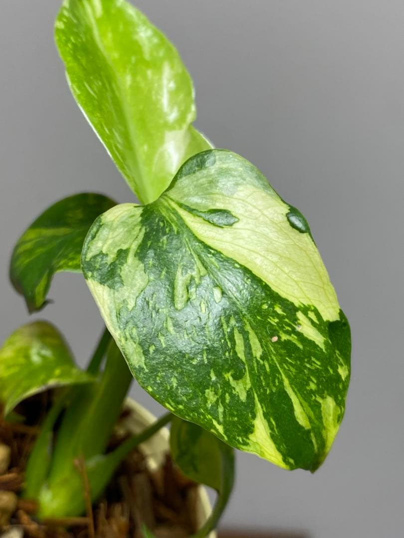 ③【超希少‼️】モンステラ　エレクトロライト　斑入り　レア　人気　メルカリ便