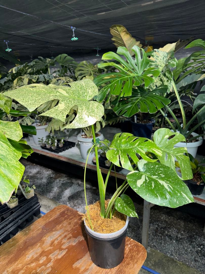 す*る様 1モンステラ　タイコンステレーション　スターライト